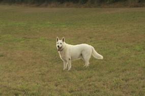 Beautiful and cute, white dog on the green and brown grass field