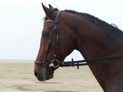Horse Head
