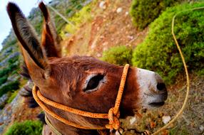 Friend Donkey