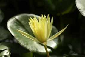 Water Lily Plant Dust