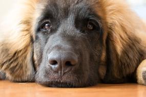 goodly Puppy Leonberger