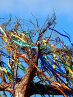 Branches Tree Aesthetic