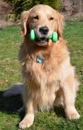 goodly Strength Dog