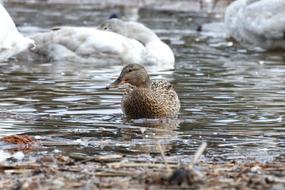 duck and white swans swim in the autumn pond