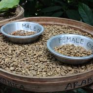 dry roasted grains