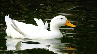 Duck