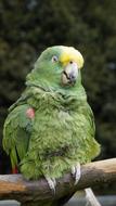 fluffy green parrot on a branch in a zoo