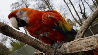 portrait of colorful Parrot on dry wood in zoo