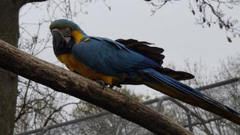 fabulous blue Parrot Bird