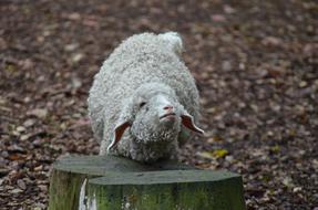 pretty Sheep Animal