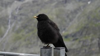 Black Bird close-up on blurred background