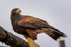 Bird Animal Adler