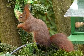 Animal Squirrel Sciurus Vulgaris