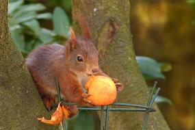 red squirrel eats an apple on a tree