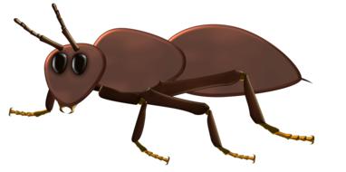 ant bug brown