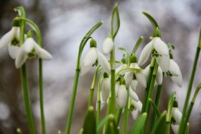 Snowdrop Spring Flowers macro blur