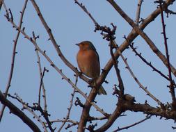 finch sits on an autumn tree