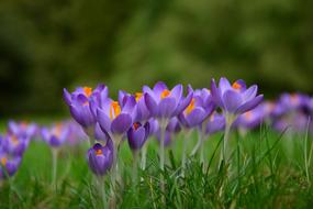 Crocus Spring Flowers