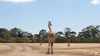 cute giraffes on safari walks