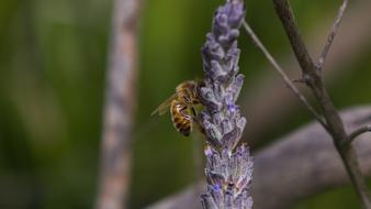 Macro Bee Lavender Melbourne