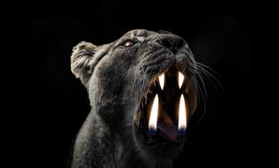 lion wild flame black danger