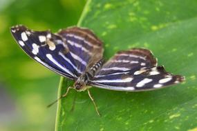 macro view of black and white striped butterfly on a green leaf