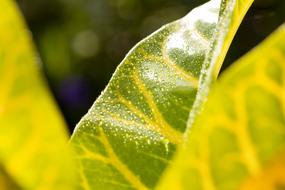 Leaf Macro Photography Tropical