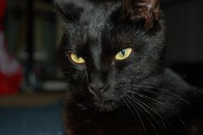 portrait of goodly Black Cat Eyes