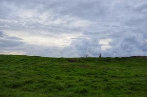 green grass in a field under a white sky