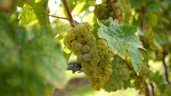 green delicious grapes