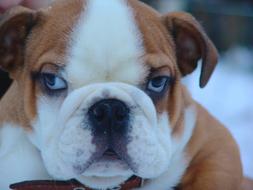 photo of english bulldog with sleepy eyes