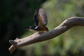 Kingfisher New Hanam