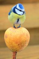 little birdie on an apple