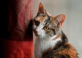 Cat's Eye Curtains Home