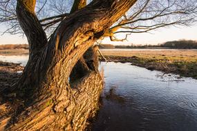 landscape of tree near water at sunset
