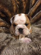 charming Bulldog Puppy