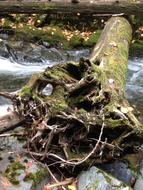 Tree Scenery Stump Fallen