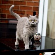 portrait of british cat on a black table