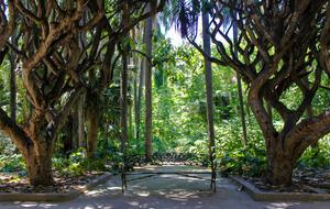 Garden Algiers