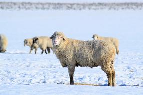 flock of sheep in a snowy pasture