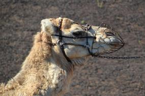 camel with a muzzle in the desert