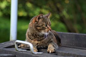brown tabby cat is resting outdoors