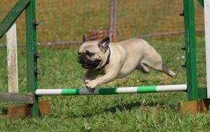 Dog Pug Training