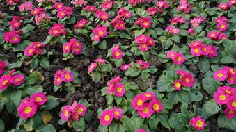 spring fragrant flowers in the garden