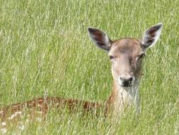 Roe Deer Grass Fallow