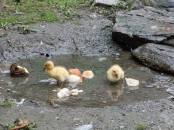 yellow ducklings in a puddle