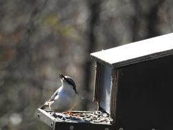 perfect Small Birds