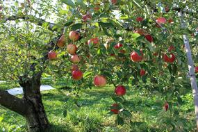 Apple Orchard Fruit The
