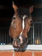 Horse Head Window To