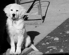 Dog Black And White